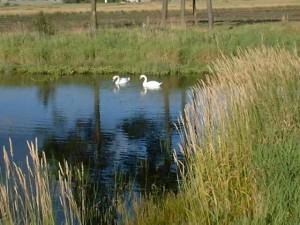 swans2_jpg